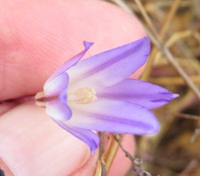 Brodiaea orcuttii, photographed by Millie Basden