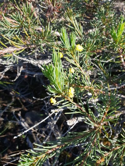 Acacia sulcata, photographed by Em Lamond