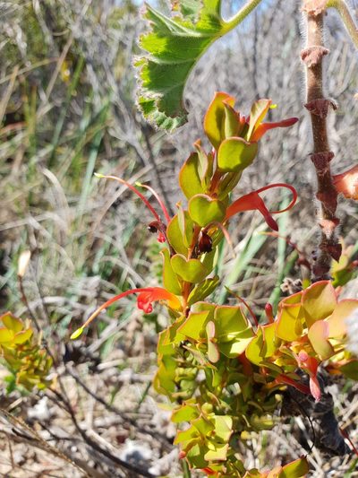 Adenanthos obovatus, photographed by Em Lamond