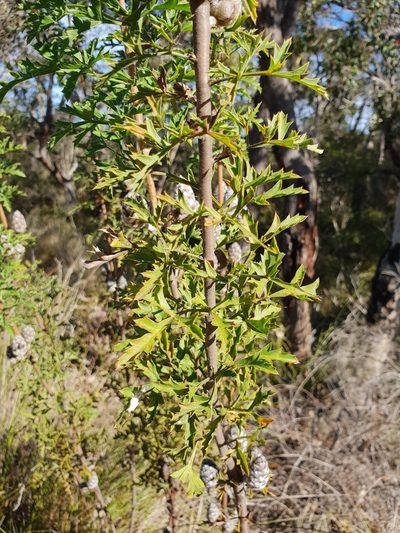 Petrophile diversifolia, photographed by Em Lamond