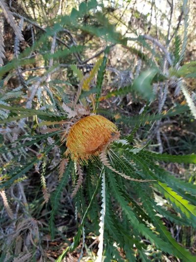 Banksia formosa, photographed by Em Lamond