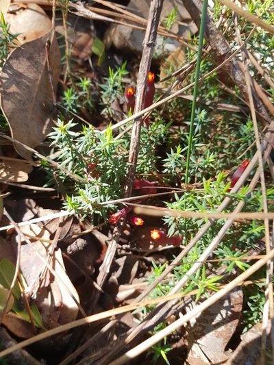Styphelia discolor, photographed by Em Lamond