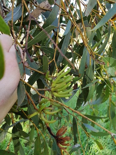 Eucalyptus cornuta, photographed by Em Lamond