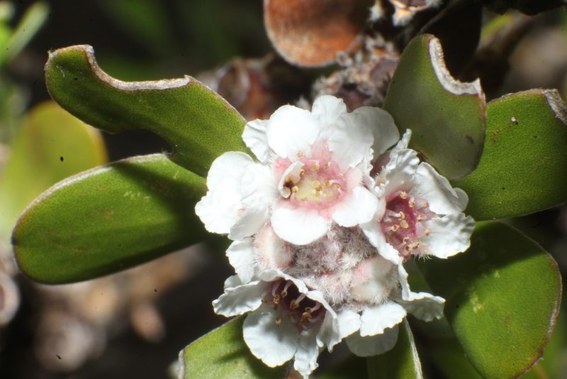 Taxandria marginata, photographed by Em Lamond