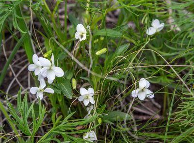 Viola accrescens, photographed by Фая Баландина