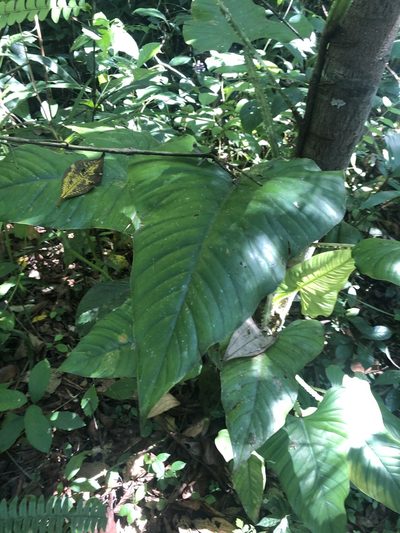 Philodendron ernestii, photographed by Jared Shorma
