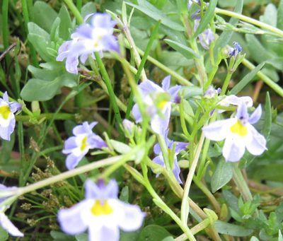Downingia cuspidata, photographed by Millie Basden