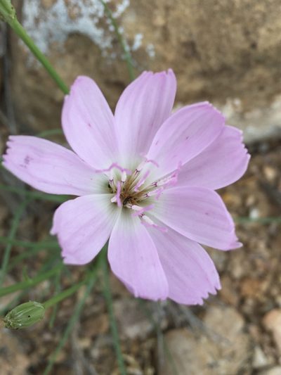 Lygodesmia grandiflora, photographed by Robbie Hannawacker