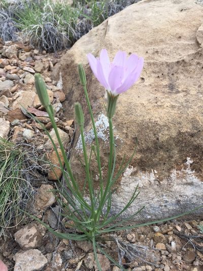 Lygodesmia grandiflora, photographed by Robbie Hannawacker