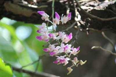 Aerides crispa, photographed by Sanjay Sawant