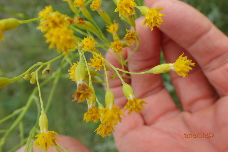 Senecio isatideus, photographed by Peter Warren