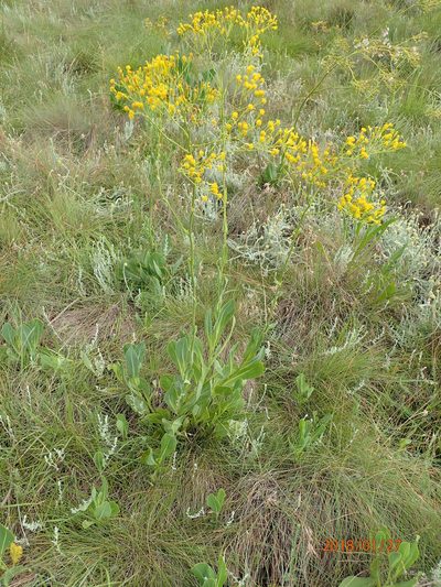 Senecio isatideus, photographed by Peter Warren