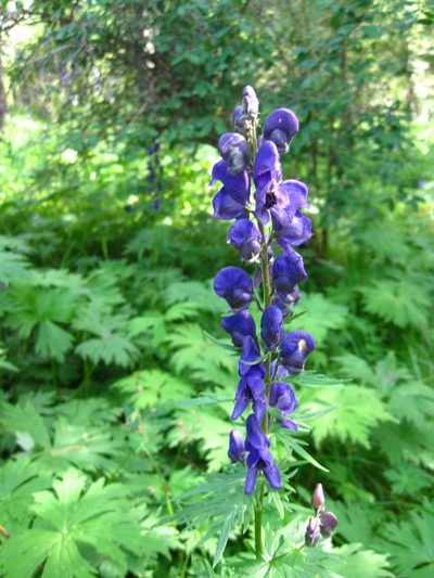 Aconitum baicalense, photographed by Фая Баландина