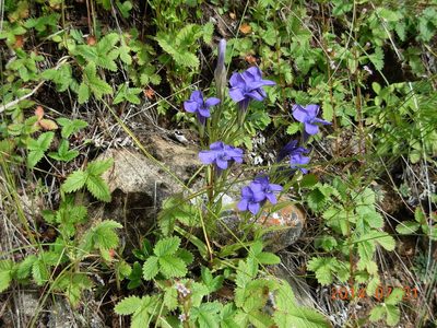 Gentianopsis barbata, photographed by Фая Баландина