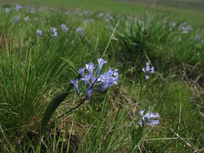Hyacinthella pallasiana, photographed by Igor Balashov