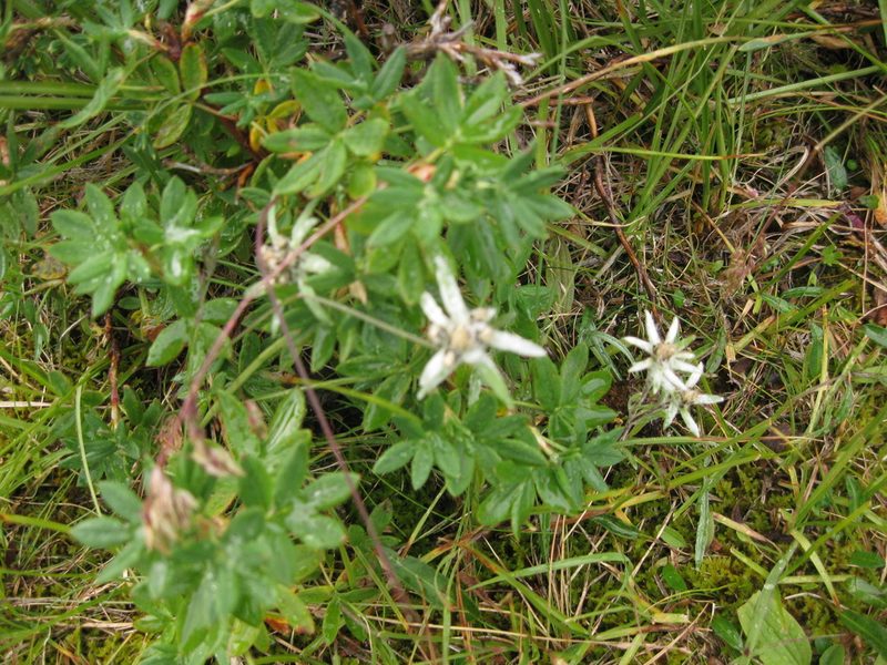 Leontopodium campestre, photographed by Фая Баландина