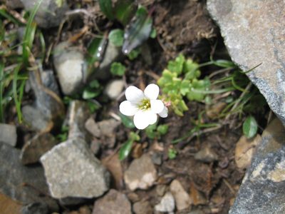 Saxifraga sibirica, photographed by Фая Баландина