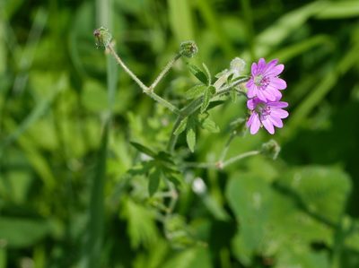 Geranium aequale, photographed by Wolfgang Jauch