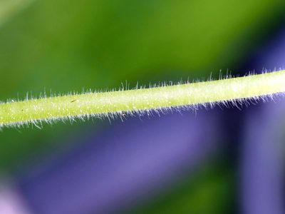 Geranium aequale, photographed by Wolfgang Jauch