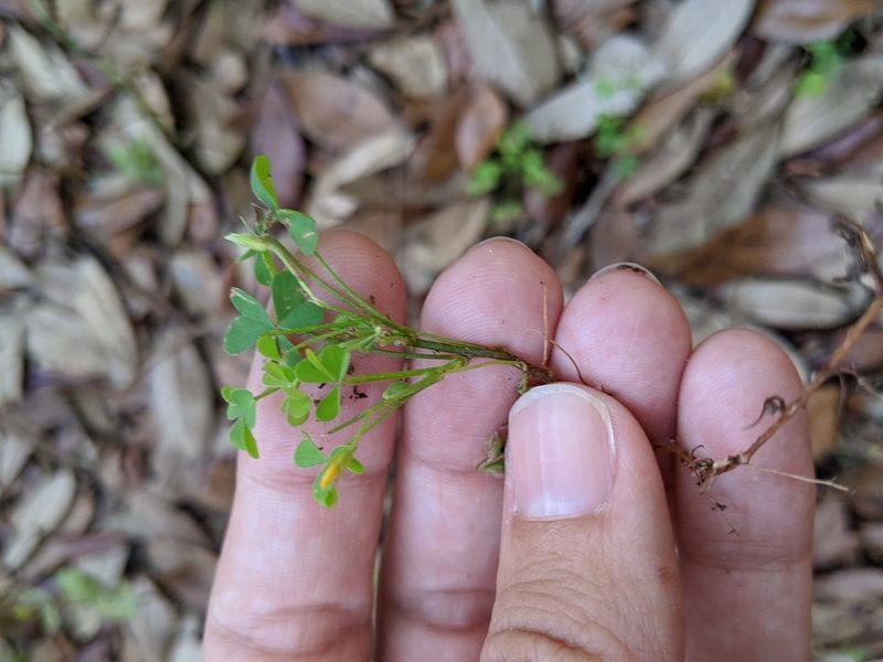 Oxalis florida, photographed by Alison Northup