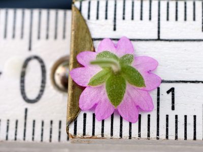 Geranium aequale, photographed by Wolfgang Jauch