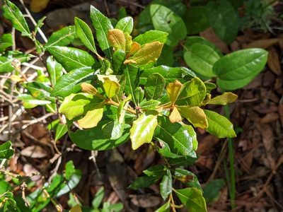 Lyonia ferruginea, photographed by Alison Northup