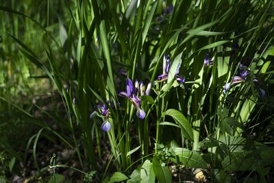 Iris graminea, photographed by Conrad Altmann