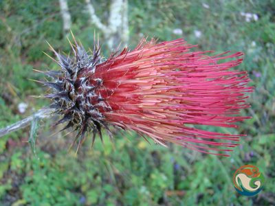 Cirsium anartiolepis, photographed by Eugenio Padilla