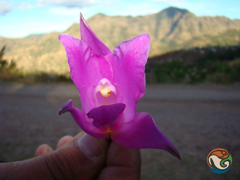 Laelia furfuracea, photographed by Eugenio Padilla