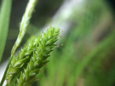 Carex prasina, photographed by Étienne Lacroix-Carignan
