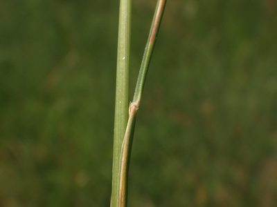 Festuca rupicola, photographed by Christian Berg