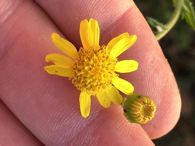 Senecio ilicifolius, photographed by Dave U