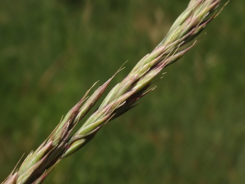 Festuca rupicola, photographed by Christian Berg