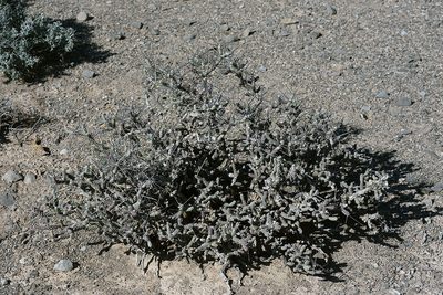 Cylindropuntia anteojoensis, photographed by Ad Konings