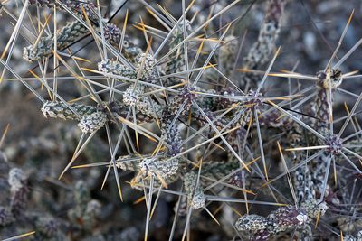 Cylindropuntia anteojoensis, photographed by Ad Konings