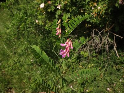 Vicia cassubica, photographed by Christian Berg