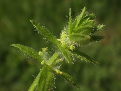 Cruciata pedemontana, photographed by Christian Berg