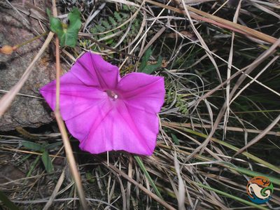 Ipomoea elongata, photographed by Eugenio Padilla