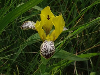 Iris variegata, photographed by Christian Berg