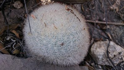 Mammillaria candida, photographed by Sandino Guerrero