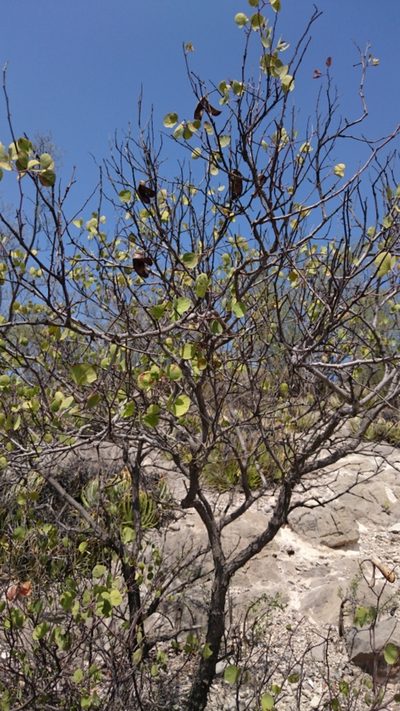 Senegalia crassifolia, photographed by Sandino Guerrero