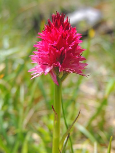 Gymnadenia bicolor, photographed by xulescu_g