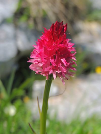 Gymnadenia bicolor, photographed by xulescu_g