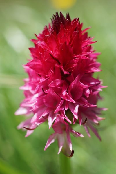 Gymnadenia bicolor, photographed by xulescu_g