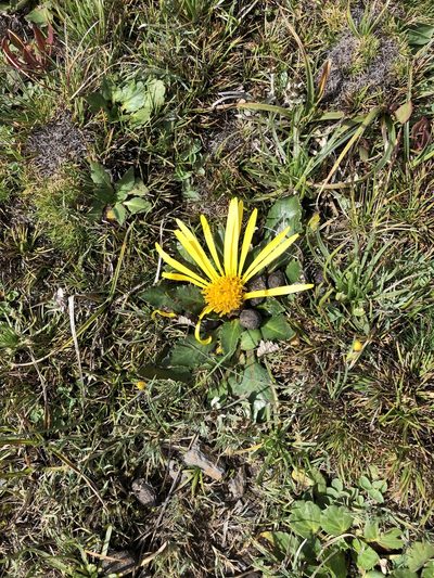 Paranephelius ovatus, photographed by Antonio W. Salas