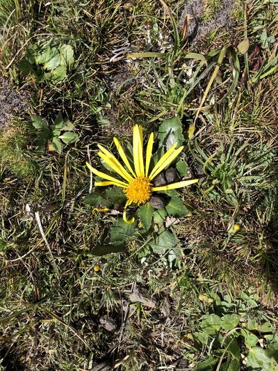 Paranephelius ovatus, photographed by Antonio W. Salas
