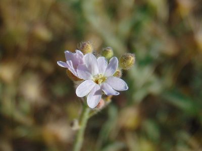 Berteroa mutabilis, photographed by viridian