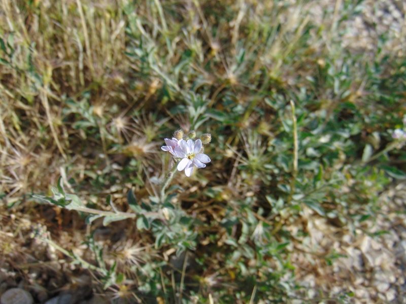 Berteroa mutabilis, photographed by viridian