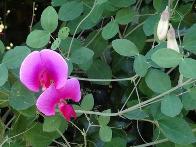 Lathyrus grandiflorus, photographed by Karen Fry