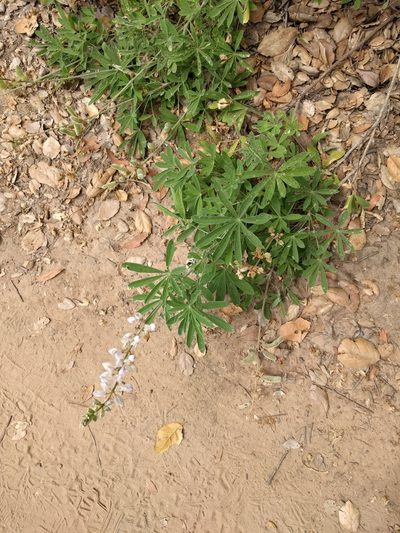 Lupinus longifolius, photographed by Amy